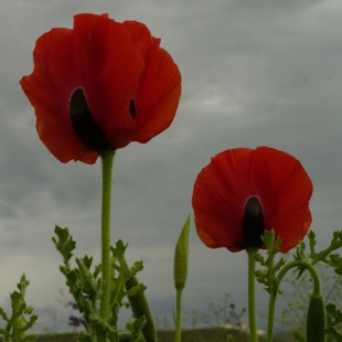 Glaucium grandiflorum